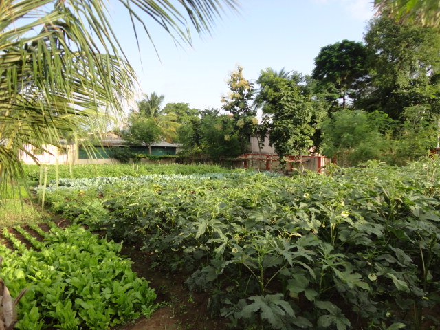 Plants: image 9 0f 9 thumb